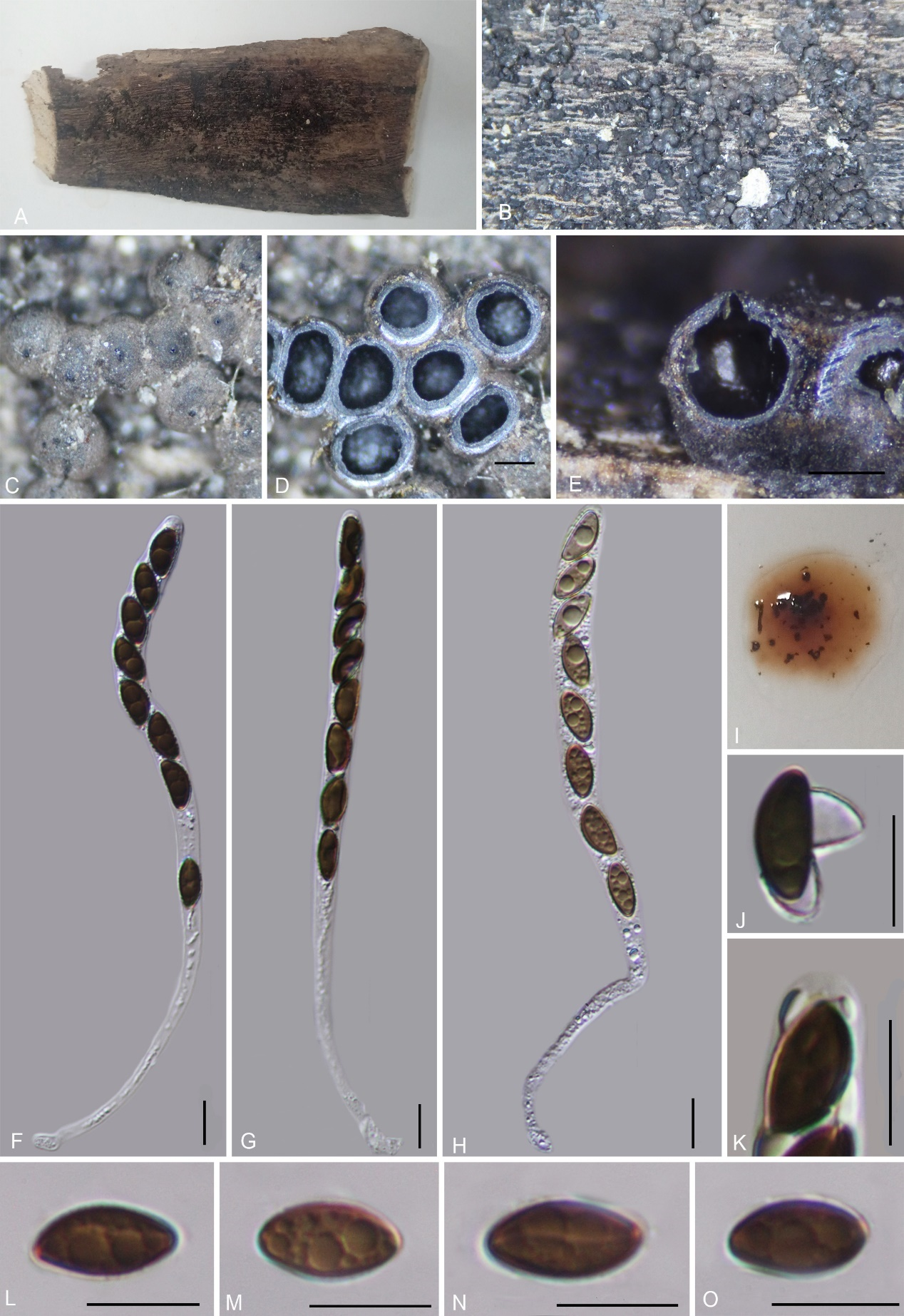 Figure 17